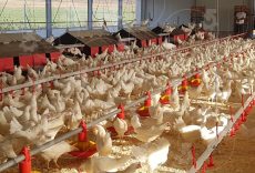واردات مرغ اجداد از انگلیس و فرانسه / متاسفانه تولید مرغ نژاد ایرانی به صفر رسید